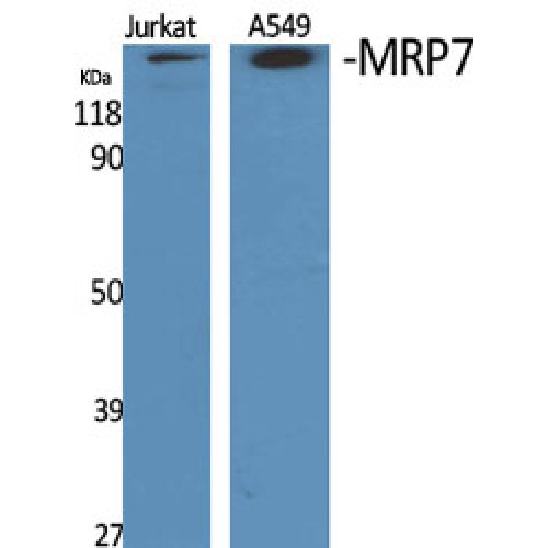 ABCC10 Antibody - Western blot of MRP7 antibody