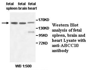 ABCC10 Antibody