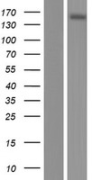 ABCC10 Protein - Western validation with an anti-DDK antibody * L: Control HEK293 lysate R: Over-expression lysate