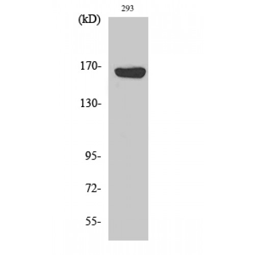 ABCC12 / MRP9 Antibody - Western blot of ABCC12 antibody