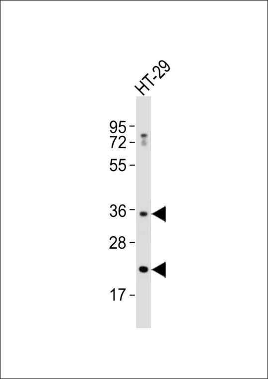 ABCC13 Antibody - Anti-ABCC13 Antibody at 1:1000 dilution + HT-29 whole cell lysates Lysates/proteins at 20 ug per lane. Secondary Goat Anti-Rabbit IgG, (H+L),Peroxidase conjugated at 1/10000 dilution Predicted band size : 31 kDa Blocking/Dilution buffer: 5% NFDM/TBST.