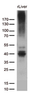 ABCC2 / MRP2 Antibody - Western blot analysis of extracts. (35ug) from rat liver lysates by using anti-ABCC2 monoclonal antibody. (1:500)
