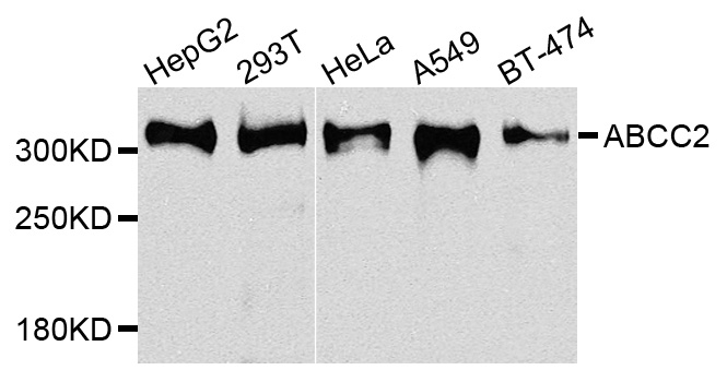ABCC2 / MRP2 Antibody - Western blot analysis of extracts of various cells.