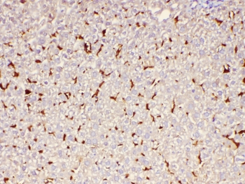 ABCC2 / MRP2 Antibody - IHC staining of FFPE mouse liver with MRP2 antibody at 1ug/ml. HIER: boil tissue sections in pH6, 10mM citrate buffer, for 10-20 min and allow to cool before testing.