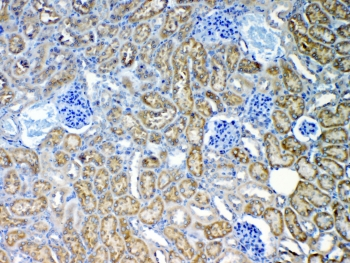 ABCC2 / MRP2 Antibody - IHC staining of FFPE mouse kidney with MRP2 antibody at 1ug/ml. HIER: boil tissue sections in pH6, 10mM citrate buffer, for 10-20 min and allow to cool before testing.