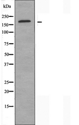 ABCC2 / MRP2 Antibody - Western blot analysis of extracts of RAW264.7 cells using ABCC2 antibody.