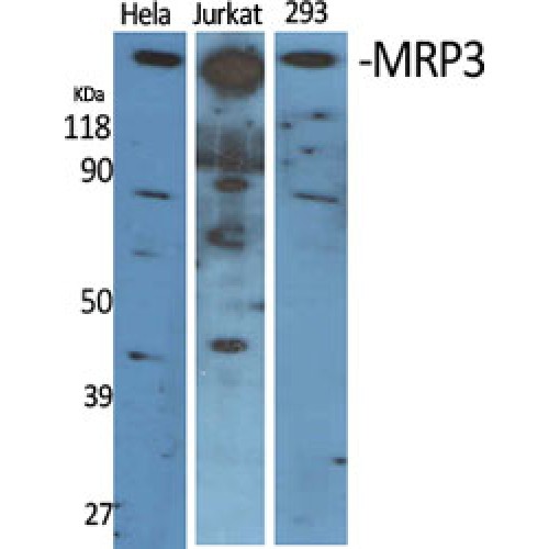 ABCC3 / MRP3 Antibody - Western blot of MRP3 antibody