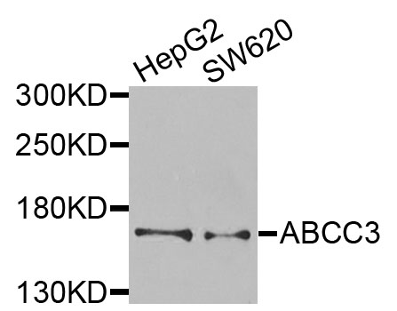 ABCC3 / MRP3 Antibody - Western blot analysis of extracts of various cells.