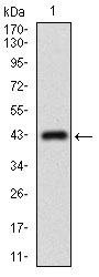 ABCC4 / MRP4 Antibody - Western blot using ABCC4 monoclonal antibody against human ABCC4 recombinant protein. (Expected MW is 32.4 kDa)