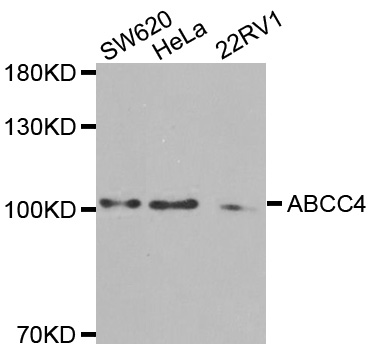 ABCC4 / MRP4 Antibody - Western blot analysis of extracts of various cell lines.