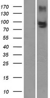 ABCC4 / MRP4 Protein - Western validation with an anti-DDK antibody * L: Control HEK293 lysate R: Over-expression lysate