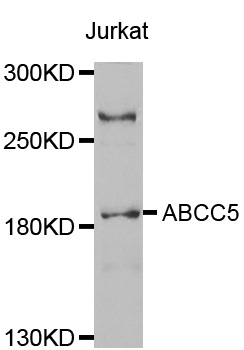 ABCC5 / MRP5 Antibody - Western blot analysis of extracts of Jurkat cell line, using ABCC5 antibody.