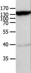ABCC5 / MRP5 Antibody - Western blot analysis of Mouse heart tissue, using ABCC5 Polyclonal Antibody at dilution of 1:950.