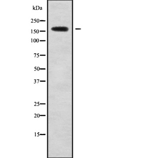 ABCC6 / MRP6 Antibody - Western blot analysis of MRP6 using Jurkat whole cells lysates