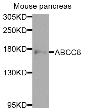 ABCC8 / SUR1 Antibody - Western blot analysis of extracts of mouse pancreas cells.