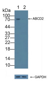 ABCD2 / ALDR Antibody - Knockout Varification: Lane 1: Wild-type 293T cell lysate; Lane 2: ABCD2 knockout 293T cell lysate; Predicted MW: 83kd Observed MW: 75kd Primary Ab: 1µg/ml Rabbit Anti-Mouse ABCD2 Antibody Second Ab: 0.2µg/mL HRP-Linked Caprine Anti-Rabbit IgG Polyclonal Antibody