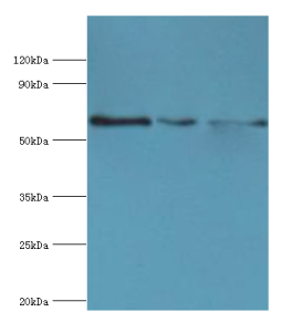 ABCE1 Antibody - Western blot. All lanes: ABCE1 antibody at 4 ug/ml. Lane 1: 293T whole cell lysate. Lane 2: HeLa whole cell lysate. Lane 3: k562 whole cell lysate. Secondary antibody: Goat polyclonal to rabbit at 1:10000 dilution. Predicted band size: 67 kDa. Observed band size: 67 kDa.