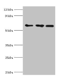 ABCE1 Antibody - Western blot All lanes: ABCE1 antibody at 4µg/ml Lane 1: 293T whole cell lysate Lane 2: Hela whole cell lysate Lane 3: k562 whole cell lysate Secondary Goat polyclonal to rabbit IgG at 1/10000 dilution Predicted band size: 67 kDa Observed band size: 67 kDa