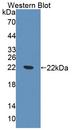 ABCE1 Antibody - Western Blot; Sample: Recombinant protein.