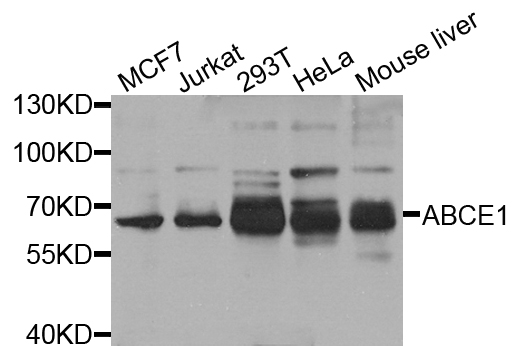 ABCE1 Antibody - Western blot analysis of extract of various cells.