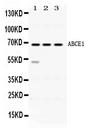 ABCE1 Antibody - Western blot - Anti-ABCE1 Picoband Antibody