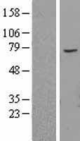 ABCE1 Protein - Western validation with an anti-DDK antibody * L: Control HEK293 lysate R: Over-expression lysate