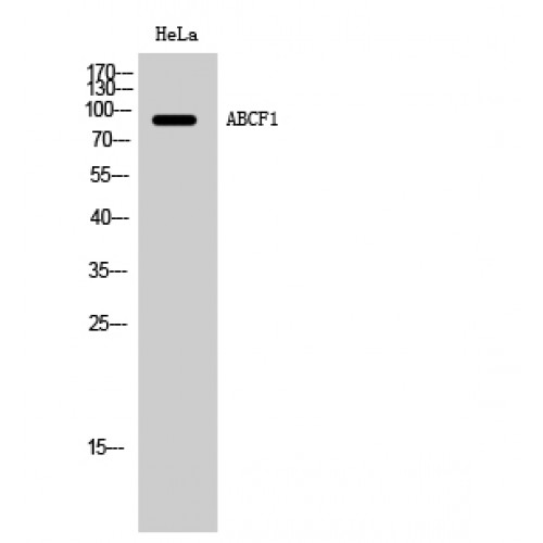 ABCF1 Antibody - Western blot of ABCF1 antibody