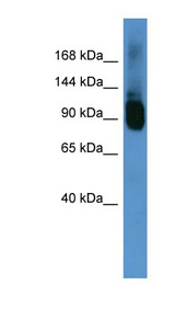 ABCF1 Antibody - ABCF1 antibody Western blot of Mouse Brain lysate. This image was taken for the unconjugated form of this product. Other forms have not been tested.