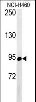 ABCF1 Antibody - Western blot of ABCF1 Antibody in NCI-H460 cell line lysates (35 ug/lane). ABCF1 (arrow) was detected using the purified antibody.
