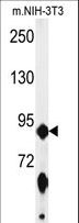 ABCF1 Antibody - Western blot of ABCF1 Antibody in mouse NIH-3T3 cell line lysates (35 ug/lane). ABCF1 (arrow) was detected using the purified antibody.
