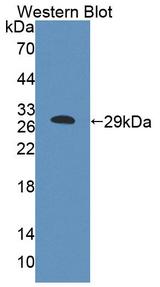 ABCF1 Antibody - Western Blot; Sample: Recombinant protein.