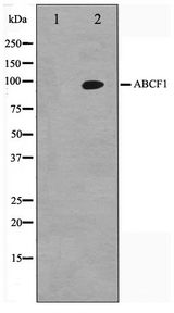 ABCF1 Antibody - Western blot of HeLa cell lysate using ABCF1 Antibody