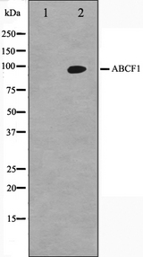 ABCF1 Antibody - Western blot analysis on HeLa cell lysates using ABCF1 antibody. The lane on the left is treated with the antigen-specific peptide.