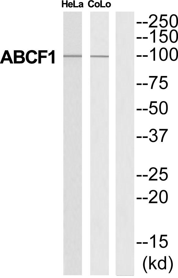 ABCF1 Antibody - Western blot analysis of extracts from HeLa/COLO205 cells, using ABCF1 antibody.