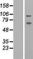 ABCF1 Protein - Western validation with an anti-DDK antibody * L: Control HEK293 lysate R: Over-expression lysate