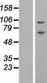 ABCF1 Protein - Western validation with an anti-DDK antibody * L: Control HEK293 lysate R: Over-expression lysate