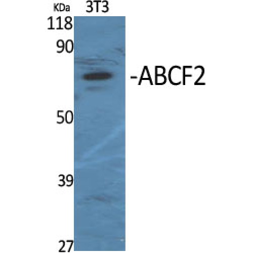 ABCF2 Antibody - Western blot of ABCF2 antibody