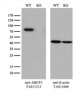 ABCF2 Antibody - Equivalent amounts of cell lysates  and ABCF2-Knockout 293T cells  were separated by SDS-PAGE and immunoblotted with anti-ABCF2 monoclonal antibody(1:500). Then the blotted membrane was stripped and reprobed with anti-b-actin antibody  as a loading control.