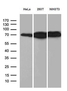 ABCF2 Antibody - Western blot analysis of extracts. (35ug) from 3 different cell lines by using anti-ABCF2 monoclonal antibody. (1:500)