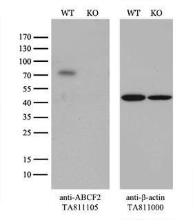 ABCF2 Antibody - Equivalent amounts of cell lysates  and ABCF2-Knockout 293T cells  were separated by SDS-PAGE and immunoblotted with anti-ABCF2 monoclonal antibody(1:500). Then the blotted membrane was stripped and reprobed with anti-b-actin antibody  as a loading control.