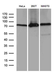 ABCF2 Antibody - Western blot analysis of extracts. (35ug) from 3 different cell lines by using anti-ABCF2 monoclonal antibody. (1:500)