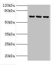 ABCF2 Antibody - Western blot All lanes: ABCF2 antibody at 4µg/ml Lane 1: 293T whole cell lysate Lane 2: Hela whole cell lysate Lane 3: NIH/3T3 whole cell lysate Secondary Goat polyclonal to rabbit IgG at 1/10000 dilution Predicted band size: 72, 73 kDa Observed band size: 72 kDa