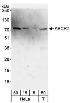 ABCF2 Antibody - Detection of Human ABCF2 by Western Blot. Samples: Whole cell lysate from HeLa (5, 15 and 50 ug) and 293T (T; 50 ug) cells. Antibodies: Affinity purified rabbit anti-ABCF2 antibody used for WB at 0.4 ug/ml. Detection: Chemiluminescence with an exposure time of 30 seconds.