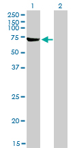 ABCF2 Antibody - Western blot of ABCF2 expression in transfected 293T cell line by ABCF2 monoclonal antibody (M01), clone 1D11.