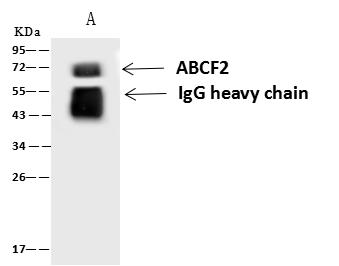 ABCF2 Antibody - ABCF2 was immunoprecipitated using: Lane A: 0.5 mg HeLa Whole Cell Lysate. 1 uL anti-ABCF2 rabbit polyclonal antibody and 60 ug of Immunomagnetic beads Protein A/G. Primary antibody: Anti-ABCF2 rabbit polyclonal antibody, at 1:500 dilution. Secondary antibody: Goat Anti-Rabbit IgG (H+L)/HRP at 1/10000 dilution. Developed using the ECL technique. Performed under reducing conditions. Predicted band size: 71 kDa. Observed band size: 71 kDa.