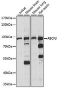 ABCF3 Antibody - Western blot analysis of extracts of various cell lines, using ABCF3 antibody at 1:1000 dilution. The secondary antibody used was an HRP Goat Anti-Rabbit IgG (H+L) at 1:10000 dilution. Lysates were loaded 25ug per lane and 3% nonfat dry milk in TBST was used for blocking. An ECL Kit was used for detection and the exposure time was 30s.