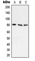 ABCF3 Antibody - Western blot analysis of ABCF3 expression in A549 (A); H9C2 (B) whole cell lysates.