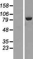 ABCF3 Protein - Western validation with an anti-DDK antibody * L: Control HEK293 lysate R: Over-expression lysate