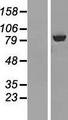 ABCF3 Protein - Western validation with an anti-DDK antibody * L: Control HEK293 lysate R: Over-expression lysate