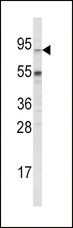 ABCG1 Antibody - Western blot of ABCG1 Antibody in 293 cell line lysates (35 ug/lane). ABCG1 (arrow) was detected using the purified antibody.